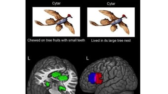 Article: Neuroscientists capture the moment a brain records an idea