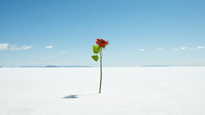 Link: Was 2022 the Year of Resilience?