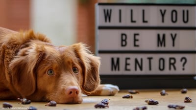Article: Why Do Start-Up Founders Need a Mentor?