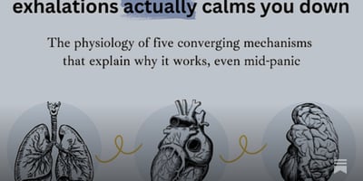 Article: Why slow breathing actually calms you down – the physiology behind the exhale