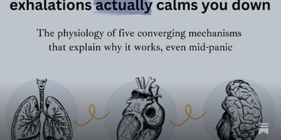 Article: Why slow breathing actually calms you down – the physiology behind the exhale